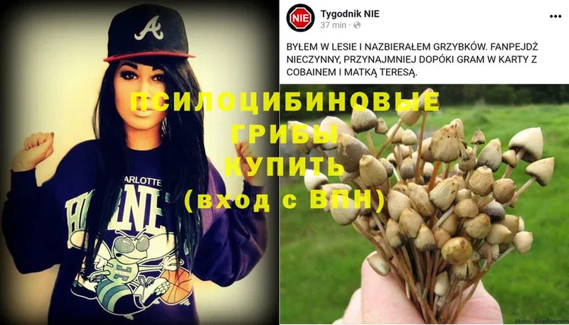 Псилоцибиновые грибы Psilocybe  где купить наркоту  Миллерово 